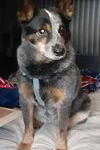 Trailer Transit, Inc. | A blue heeler dog with a blue harness sits on a bed, looking off to the side. A blanket and other items are visible in the background.