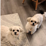 Trailer Transit, Inc. | Two small white dogs with curly fur stand on a patterned rug and gray floor, looking up. A wooden chair is visible in the background.