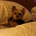 Trailer Transit, Inc. | Small dog with large ears is lying on white pillows, partially covered by bedding, in a dimly lit room.